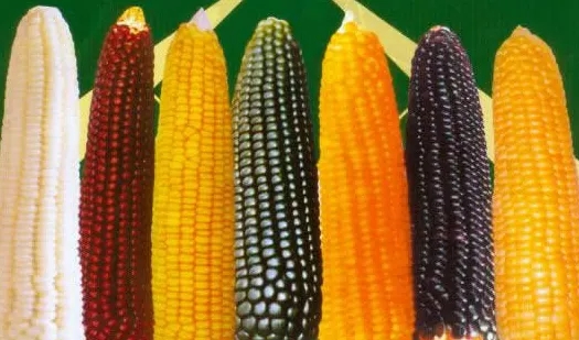 彩色玉米 (1)