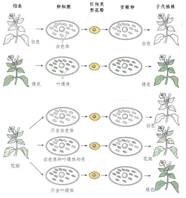 叶绿体遗传叶片颜色