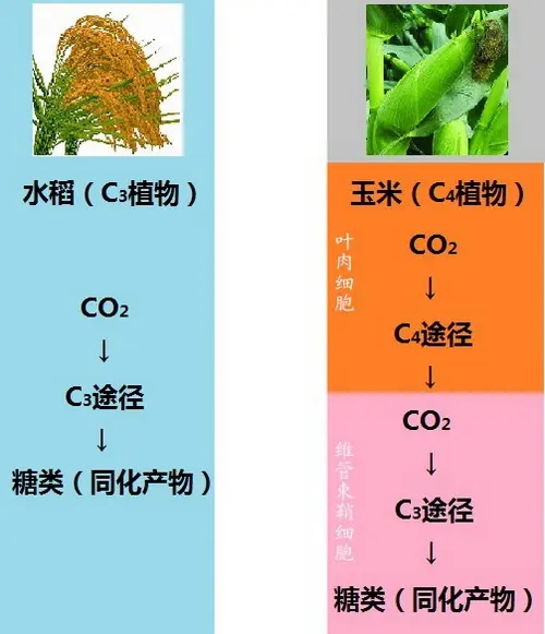 固定碳的过程