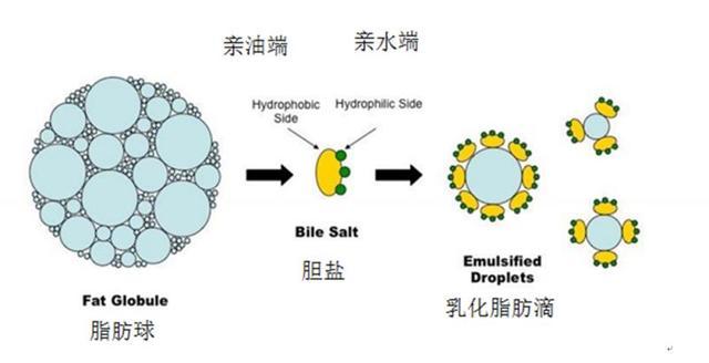 胆汁乳化