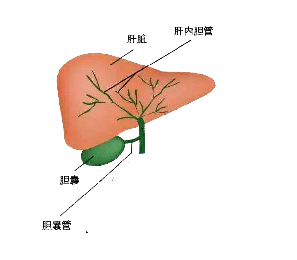 肝胆相照