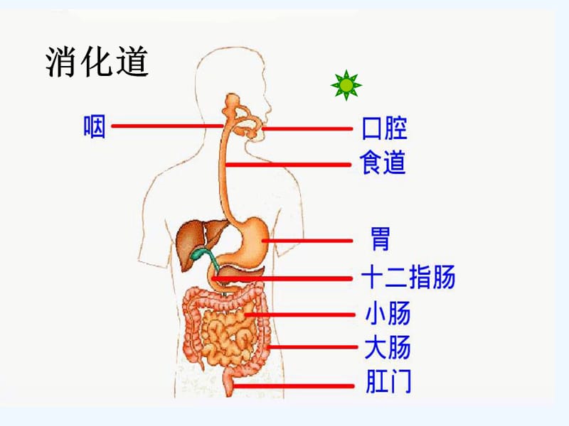 消化道