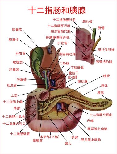 十二指肠