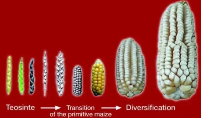 玉米进化过程