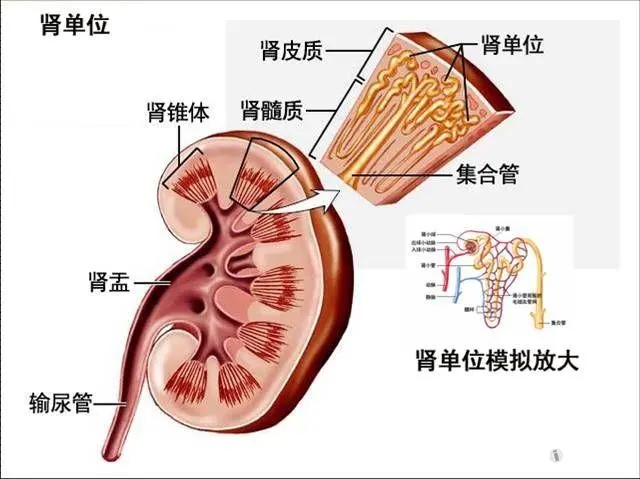 肾脏