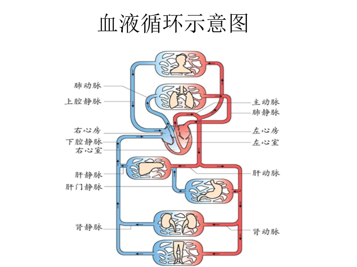 血液循环图