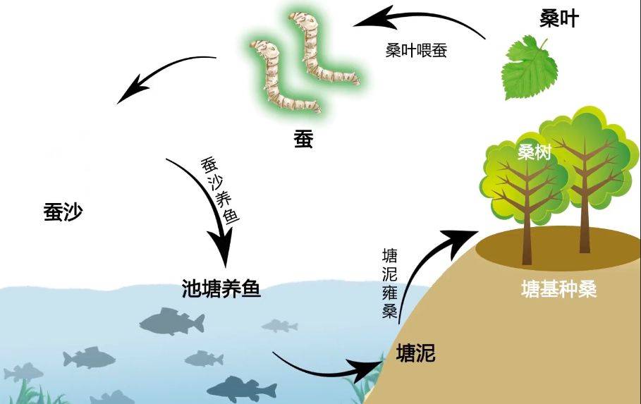 桑基鱼塘循环模型