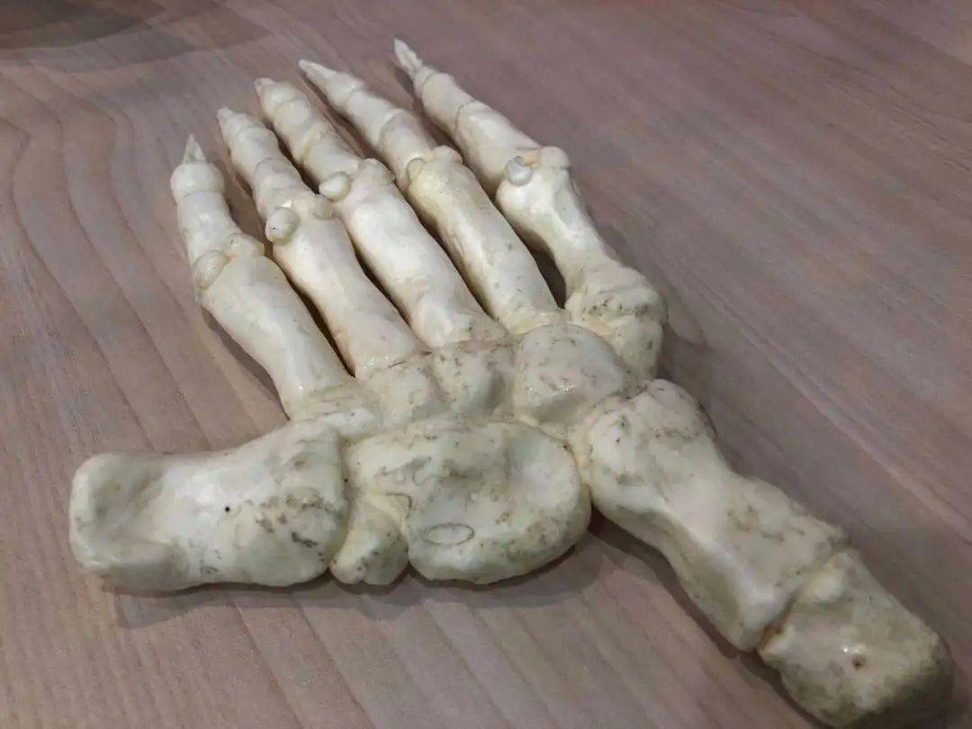 熊猫大拇指